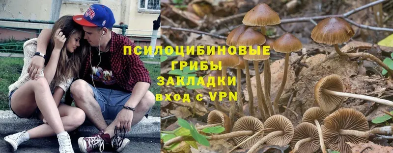 Псилоцибиновые грибы Psilocybe  Арамиль 